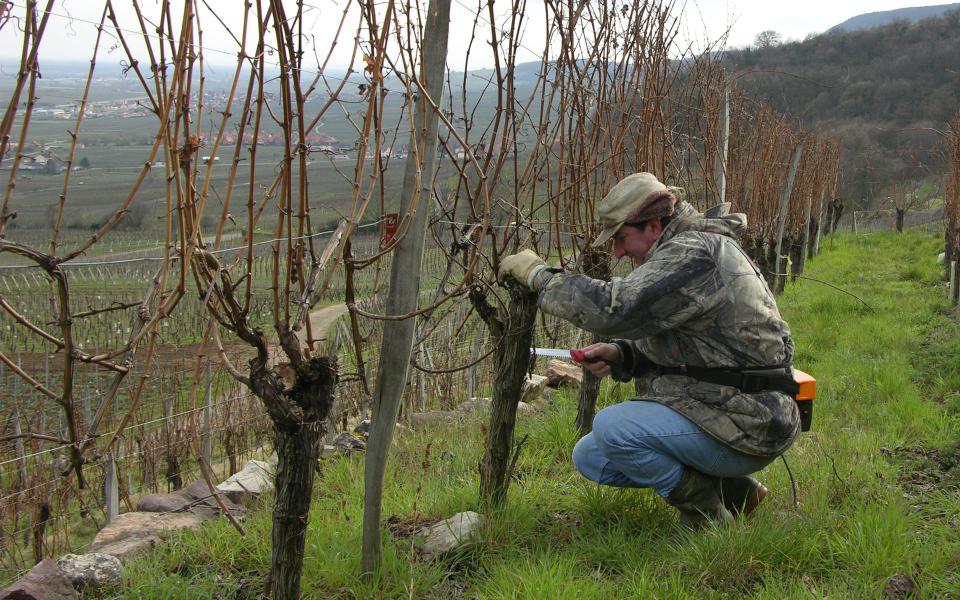 Jean-Philippe Hartmann prenant soin des vignes du Hagelberg (taille manuelle)