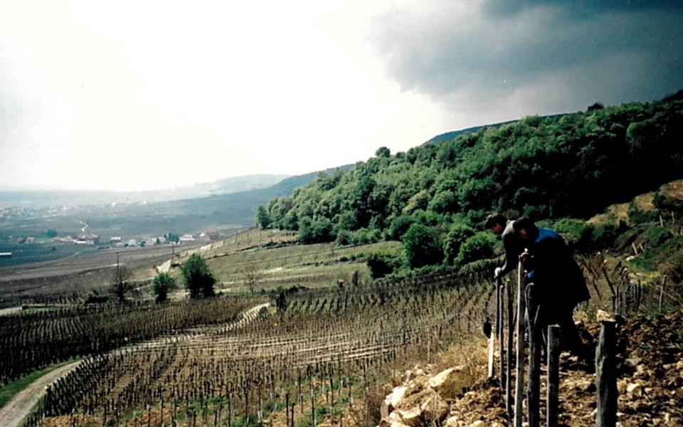 Le travail dans les vignes se transmet de père en fils dans cette famille de vignerons indépendants.