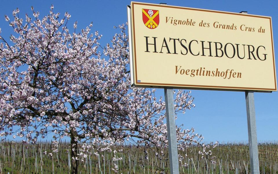 Vignoble des Grand Crus du Hatschbourg de Voegtlinshoffen