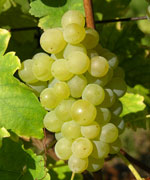 Cépage Muscat - vins d'Alsace André Hartmann.