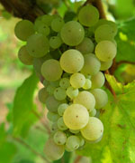 Cépage Pinot Blanc - vins d'Alsace André Hartmann.