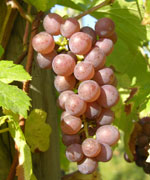 Cépage Pinot Gris - vins d'Alsace André Hartmann.