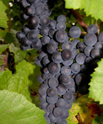 Cépage Pinot Noir - vins d'Alsace André Hartmann.